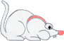 Souris Durbois
